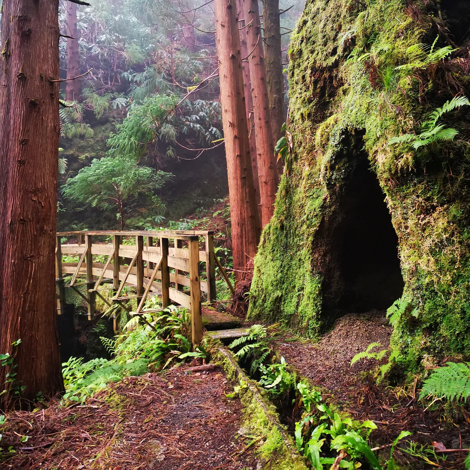 Wandere durch den mystischen Wald
